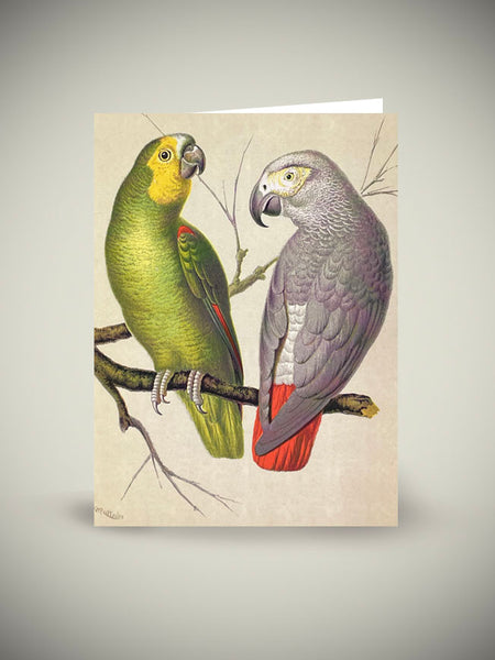 Museums & Galleries Tarjeta 'amazon And Green Parrots' - British Library