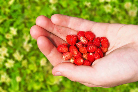 Gardening for Kids Wild Strawberries Growing Kit