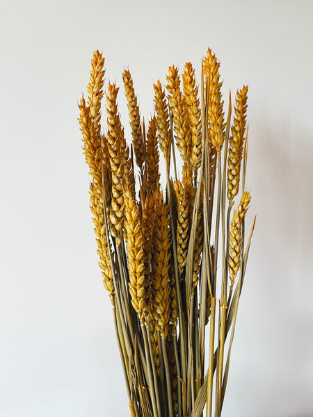 Uma Cantik Wheat Yellow Dried Flowers