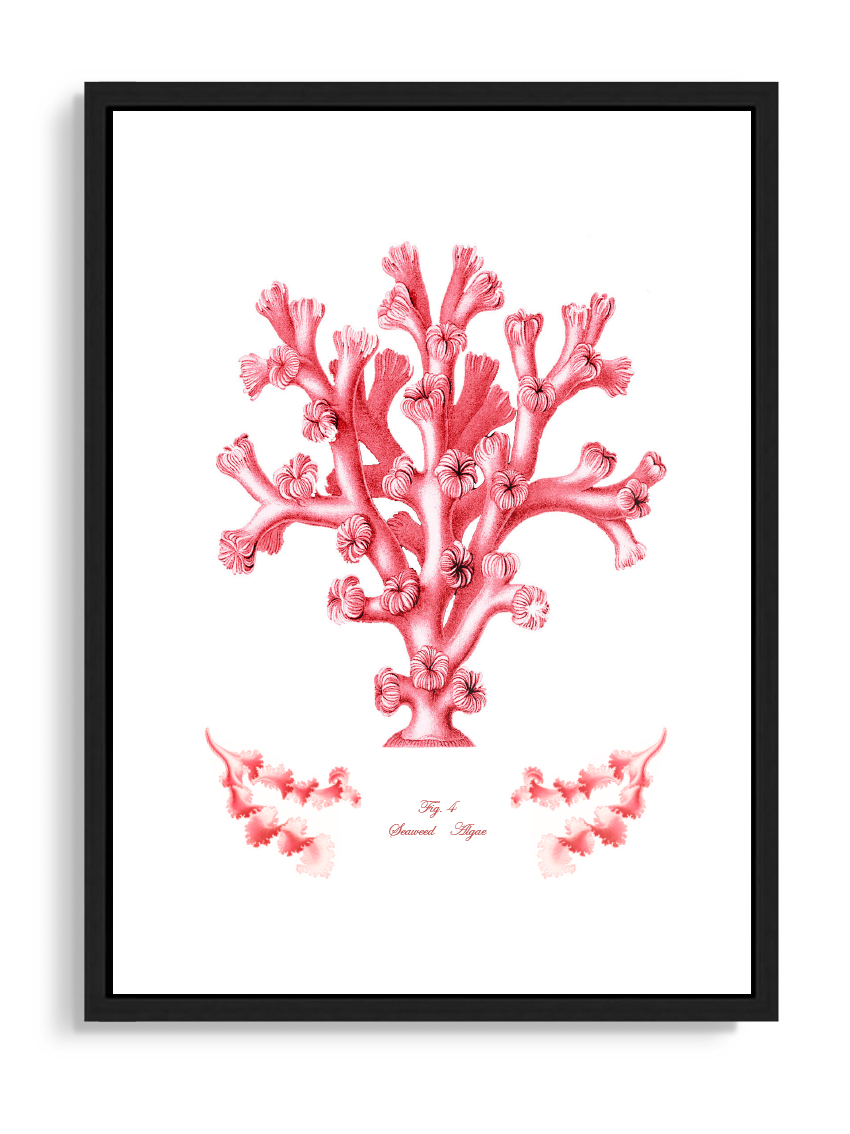 Tartan and Zebra Láminas Decorativas 'Corales Y Algas Rojos' - 50x40cm / Diseño F