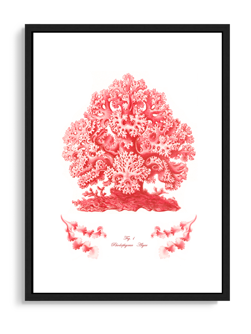 Tartan and Zebra Láminas Decorativas 'Corales Y Algas Rojos' - 50x40cm / Diseño E