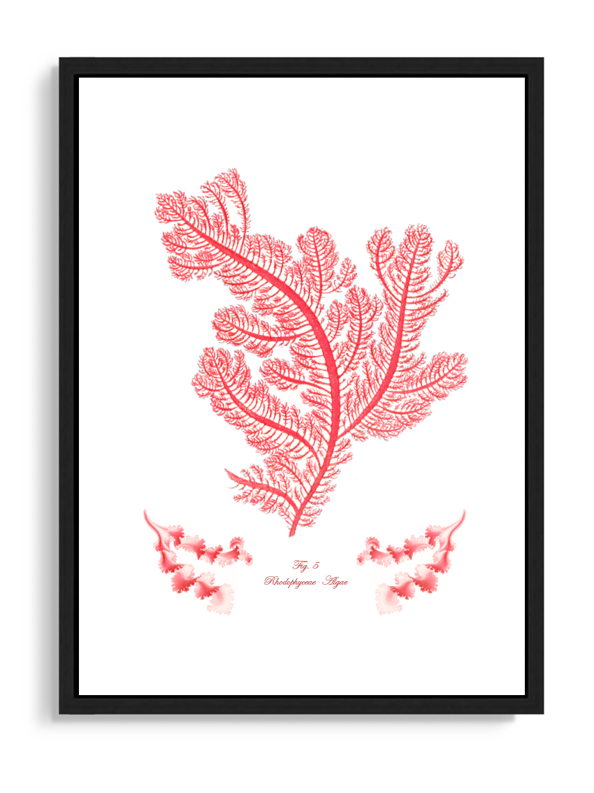 Tartan and Zebra Láminas Decorativas 'Corales Y Algas Rojos' - 50x40cm / Diseño C