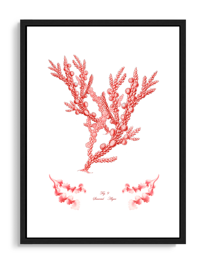 Tartan and Zebra Láminas Decorativas 'Corales Y Algas Rojos' - 70x50cm / Diseño H