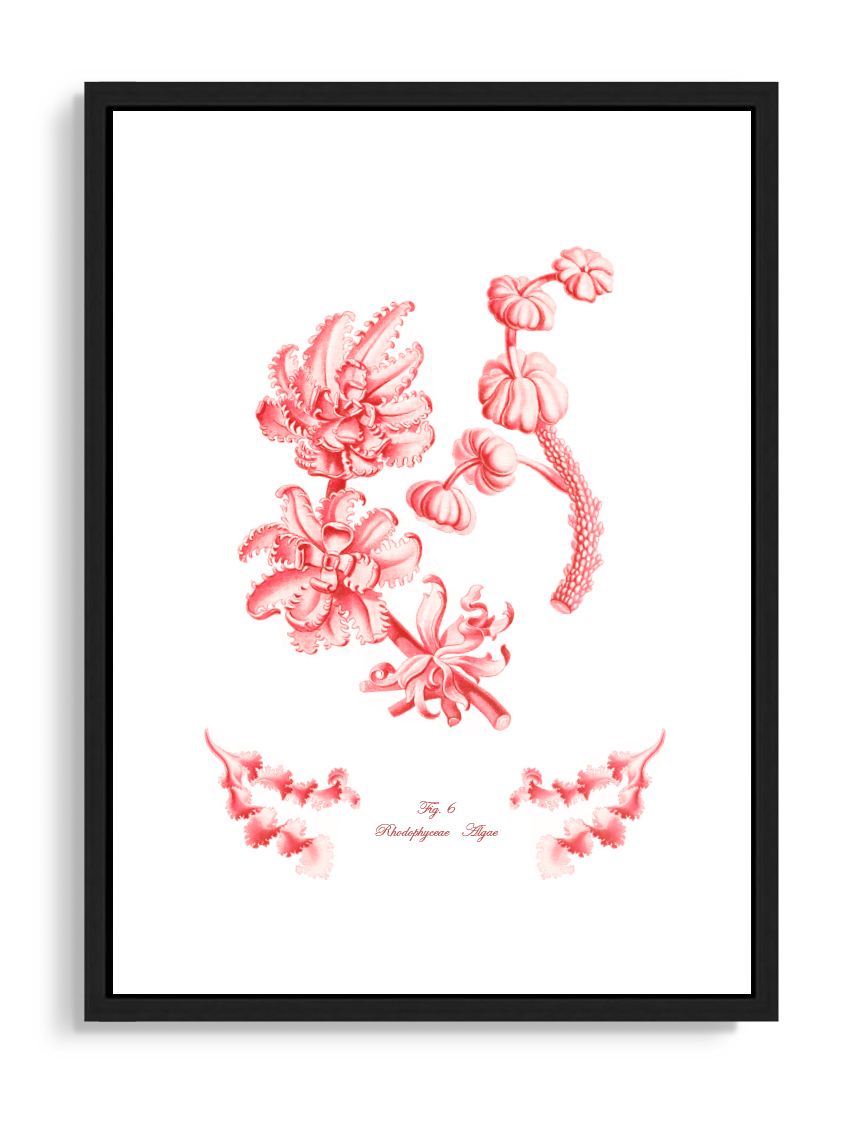 Tartan and Zebra Láminas Decorativas 'Corales Y Algas Rojos' - 70x50cm / Diseño A
