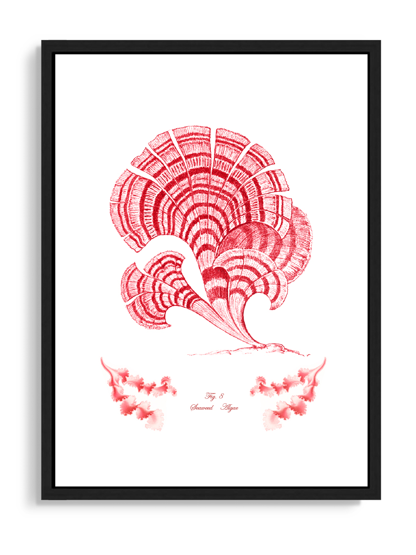 Tartan and Zebra Láminas Decorativas 'Corales Y Algas Rojos' - 70x50cm / Diseño I