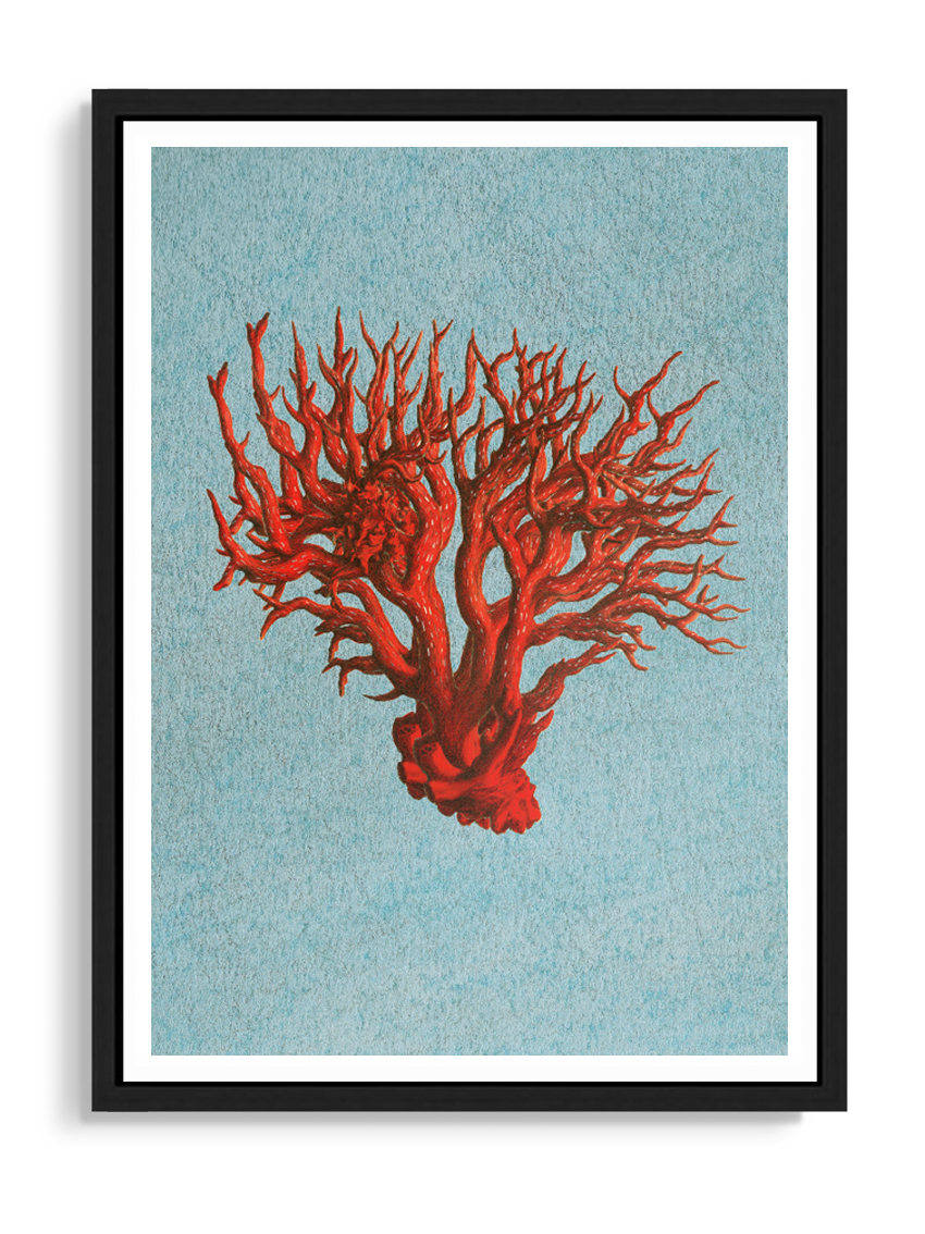 Tartan and Zebra Láminas Decorativas 'Corales Rojos' - 50x40cm / Diseño B