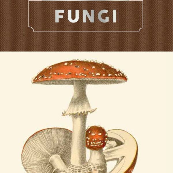 Lottie Mutton Fungi Kew Pocketbooks