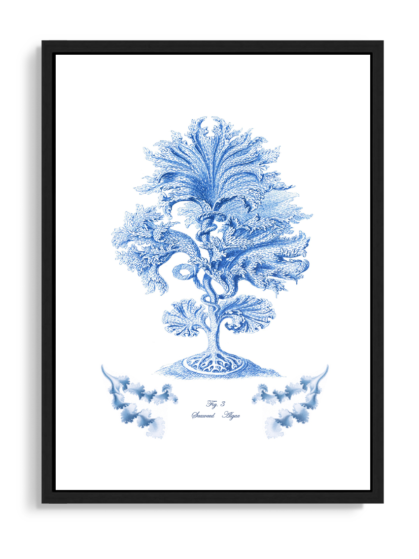 Tartan and Zebra Láminas Decorativas 'Corales Y Algas Azules' - 50x40cm / Diseño G