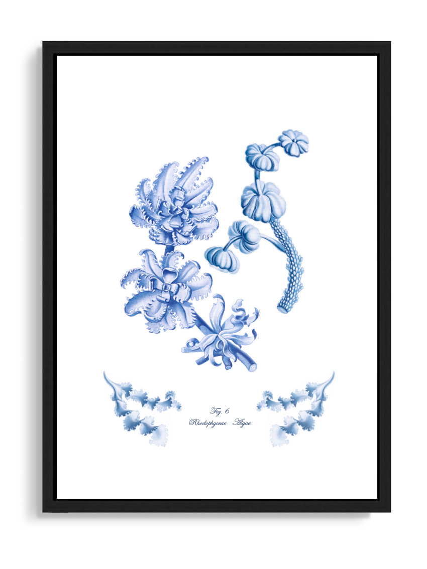 Tartan and Zebra Láminas Decorativas 'Corales Y Algas Azules' - 70x50cm / Diseño A