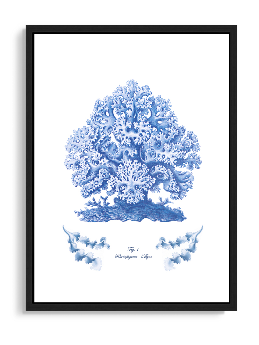 Tartan and Zebra Láminas Decorativas 'Corales Y Algas Azules' - 50x40cm / Diseño E