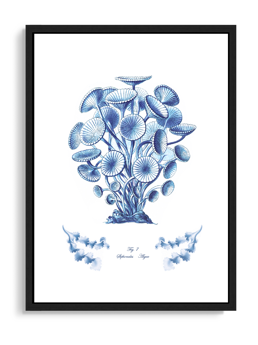 Tartan and Zebra Láminas Decorativas 'Corales Y Algas Azules' - 50x40cm / Diseño D