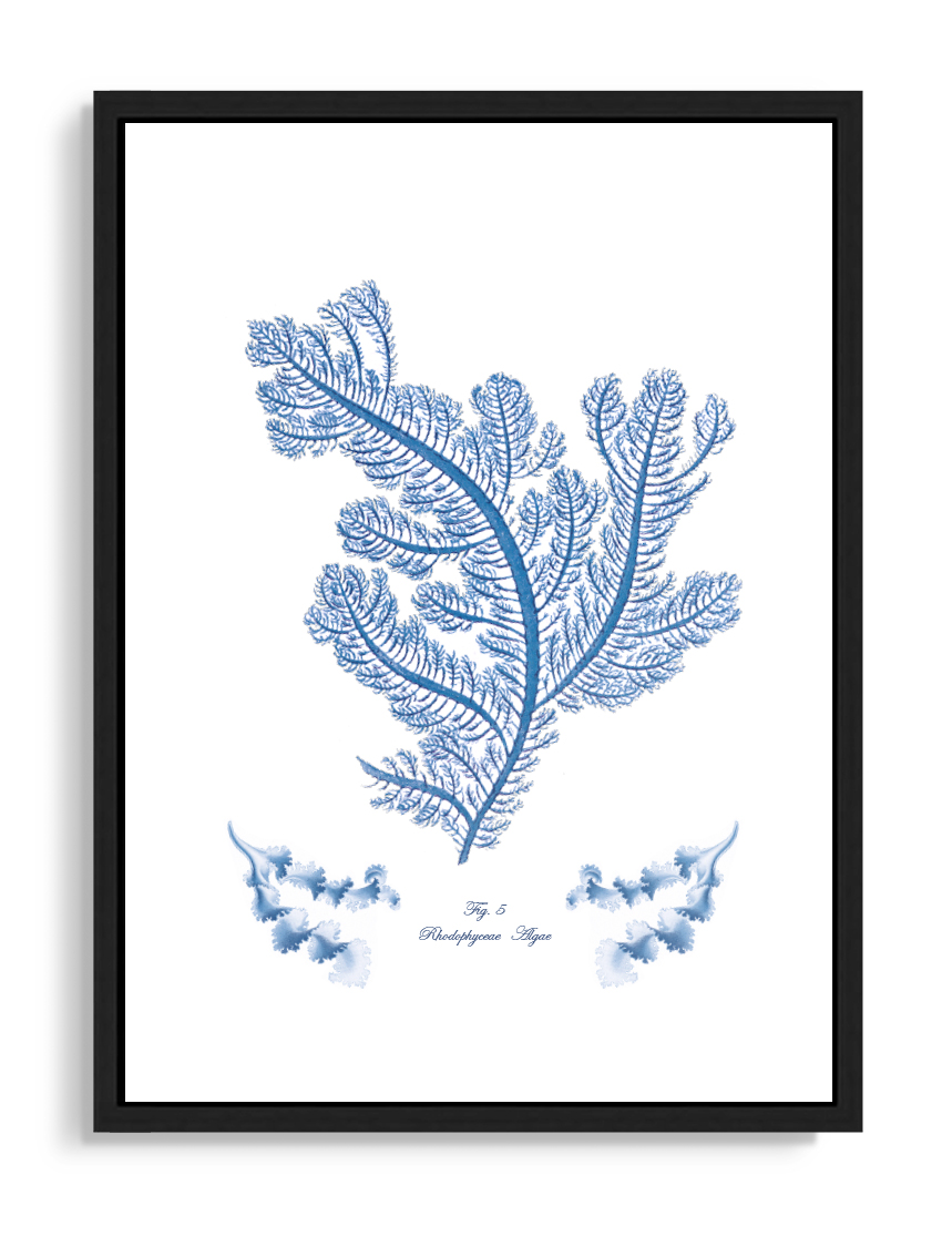 Tartan and Zebra Láminas Decorativas 'Corales Y Algas Azules' - 70x50cm / Diseño C
