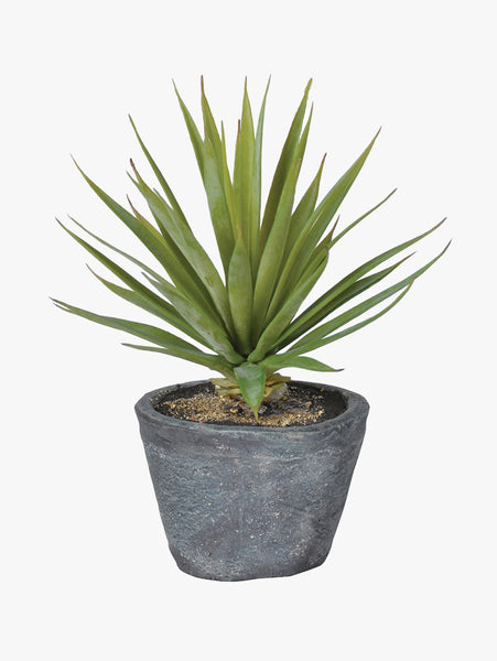 Coach House Green Airplant In Grey Pot