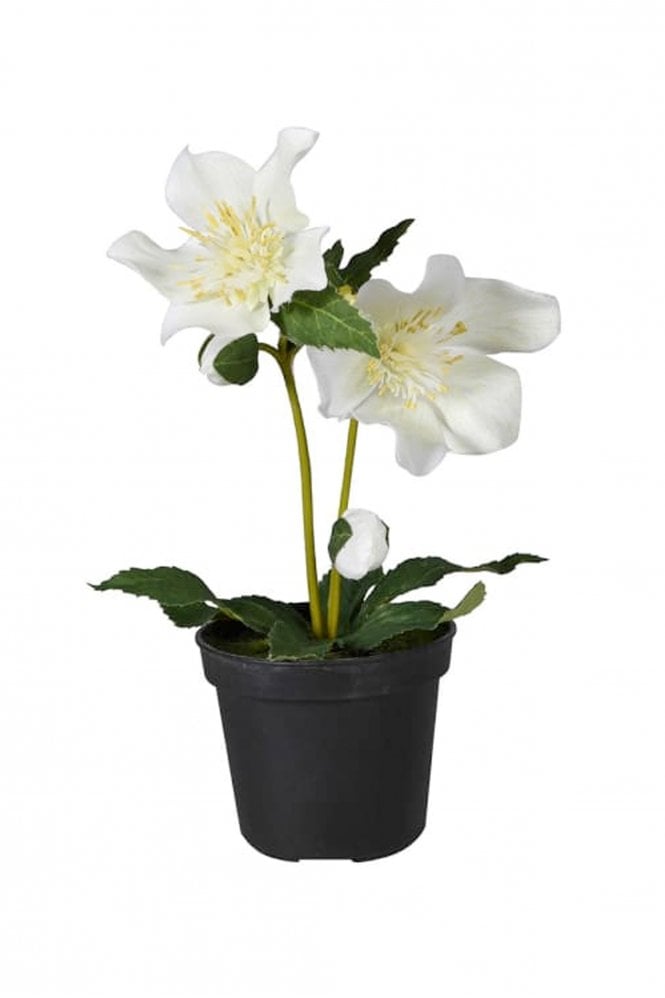 The Home Collection Hellebore Potted Stem