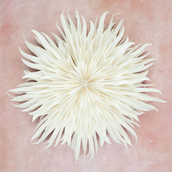 Bollywood Christmas Giant Peony White Paper Wall Decoration - 70cm