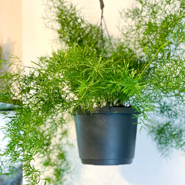 Sprouts of Bristol Sprengeri Asparagus Densiflorus Hanging Emerald Fern Plant