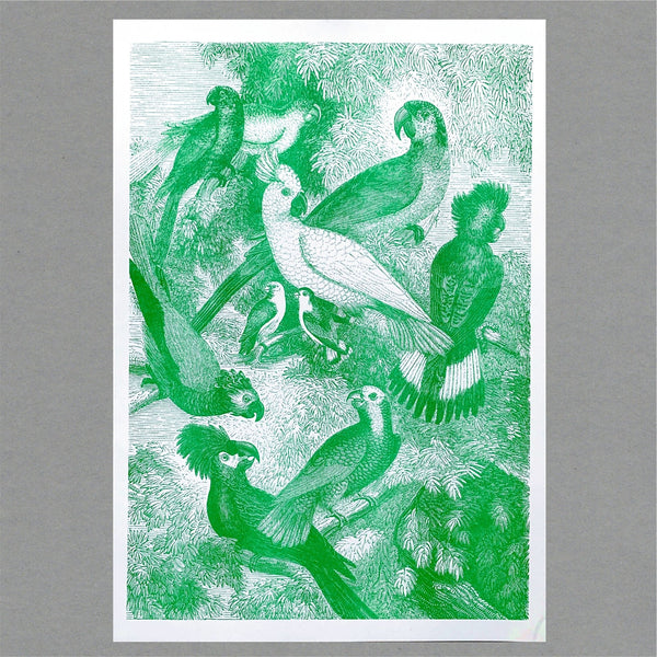 The Passenger Press  Parrots Risograph Print
