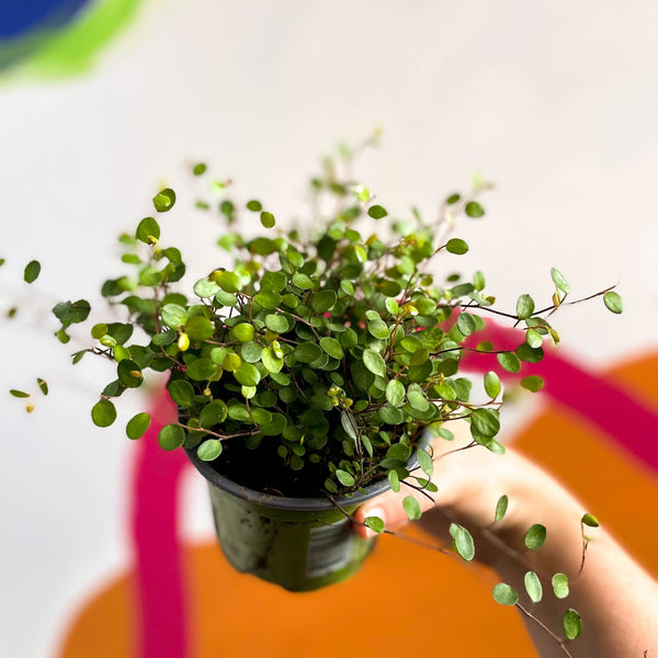 Sprouts of Bristol 10cm Maidenhair Vine Muehlenbeckia Complexa Plant