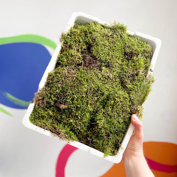 Sprouts of Bristol Carpet Moss Hypnum Cupressiforme Terrarium Supplies Grass Tray (1000g)