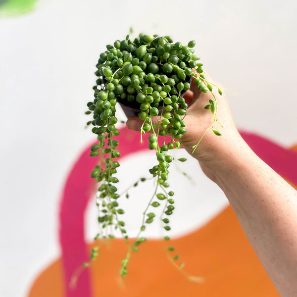 sprouts-of-bristol-85cm-string-of-pearls-senecio-rowleyanus