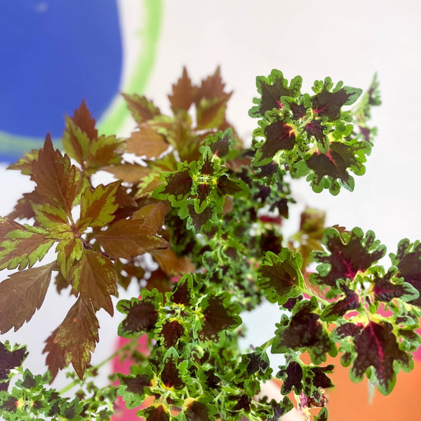 sprouts-of-bristol-10cm-lucky-dip-painted-nettle-coleus-welsh-grown-plant