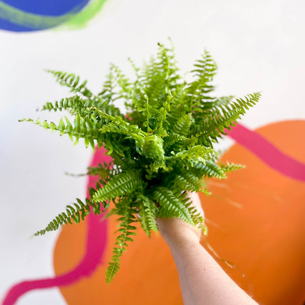 sprouts-of-bristol-12cm-green-moment-boston-fern-nephrolepis-exaltata-plant