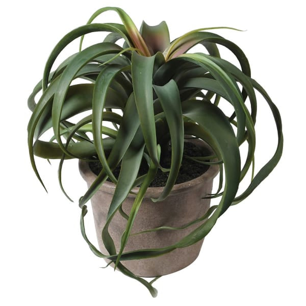 HAYGEN Tillandsia Plant In Pot