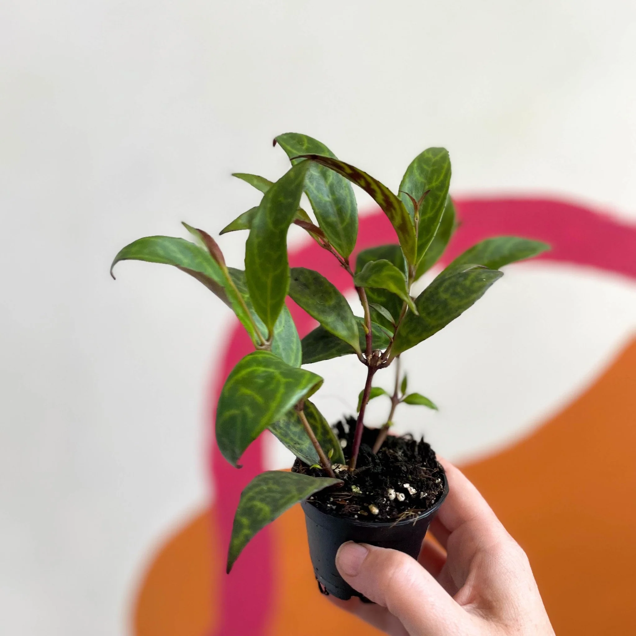 sprouts-of-bristol-6cm-welsh-grown-aeschynanthus-longicaulis-lipstick-plant