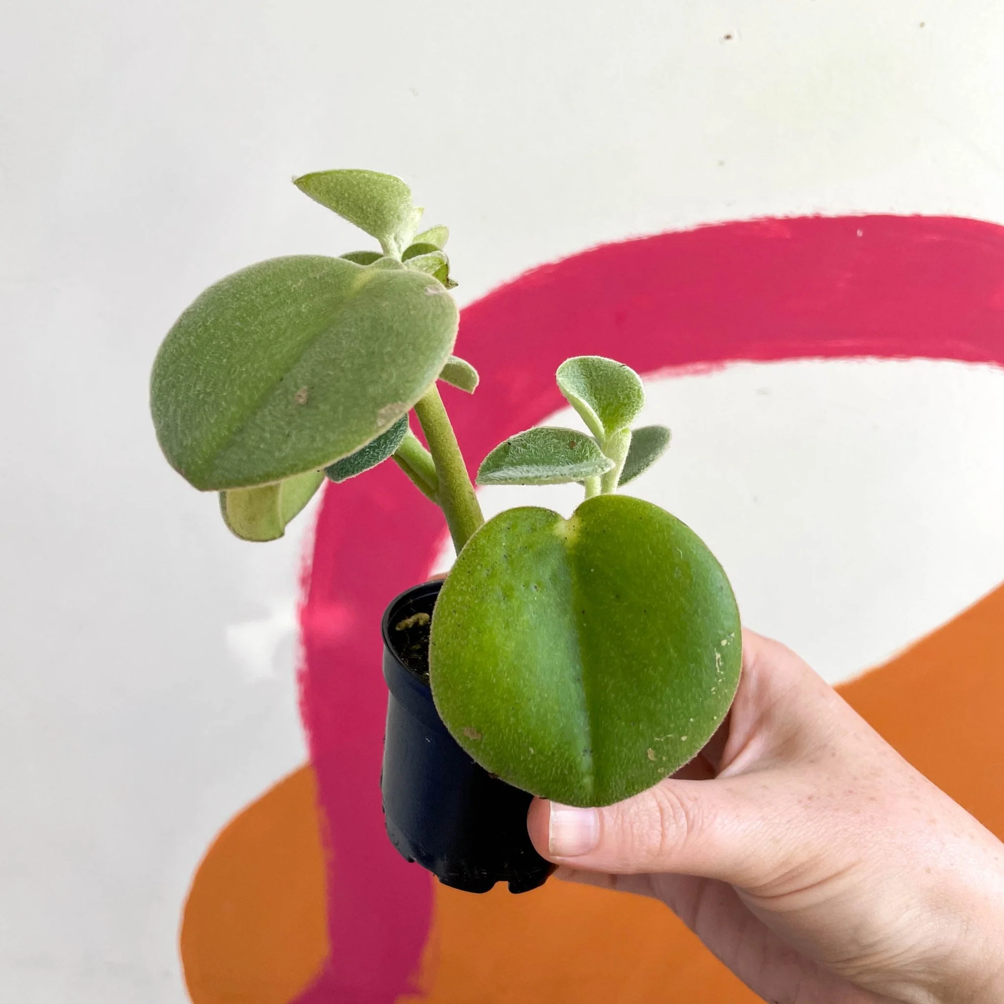 Sprouts of Bristol 6cm Welsh Grown Peperomia Incana Felted Pepperface Plant