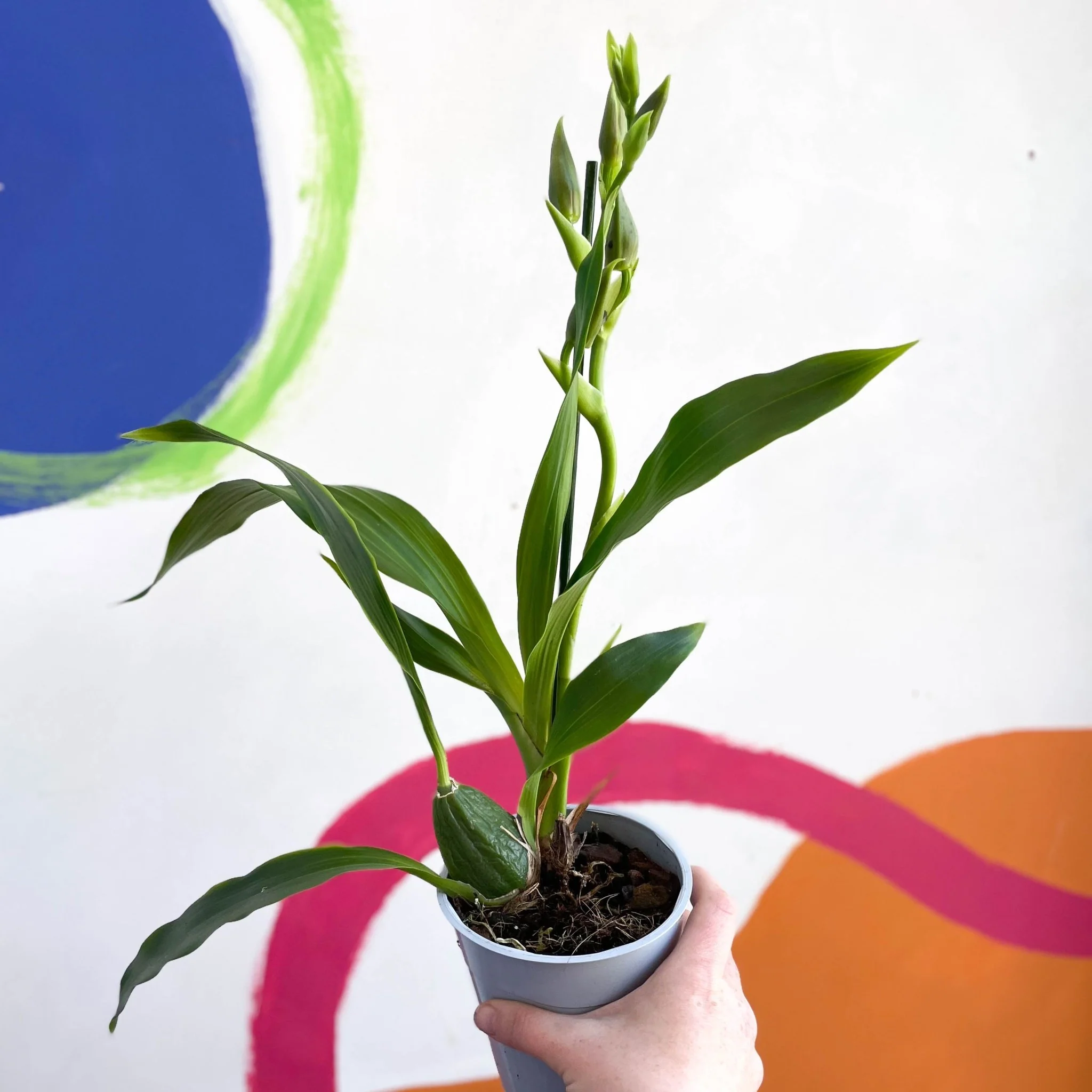 sprouts-of-bristol-12cm-zygopetalum-orchid-plant