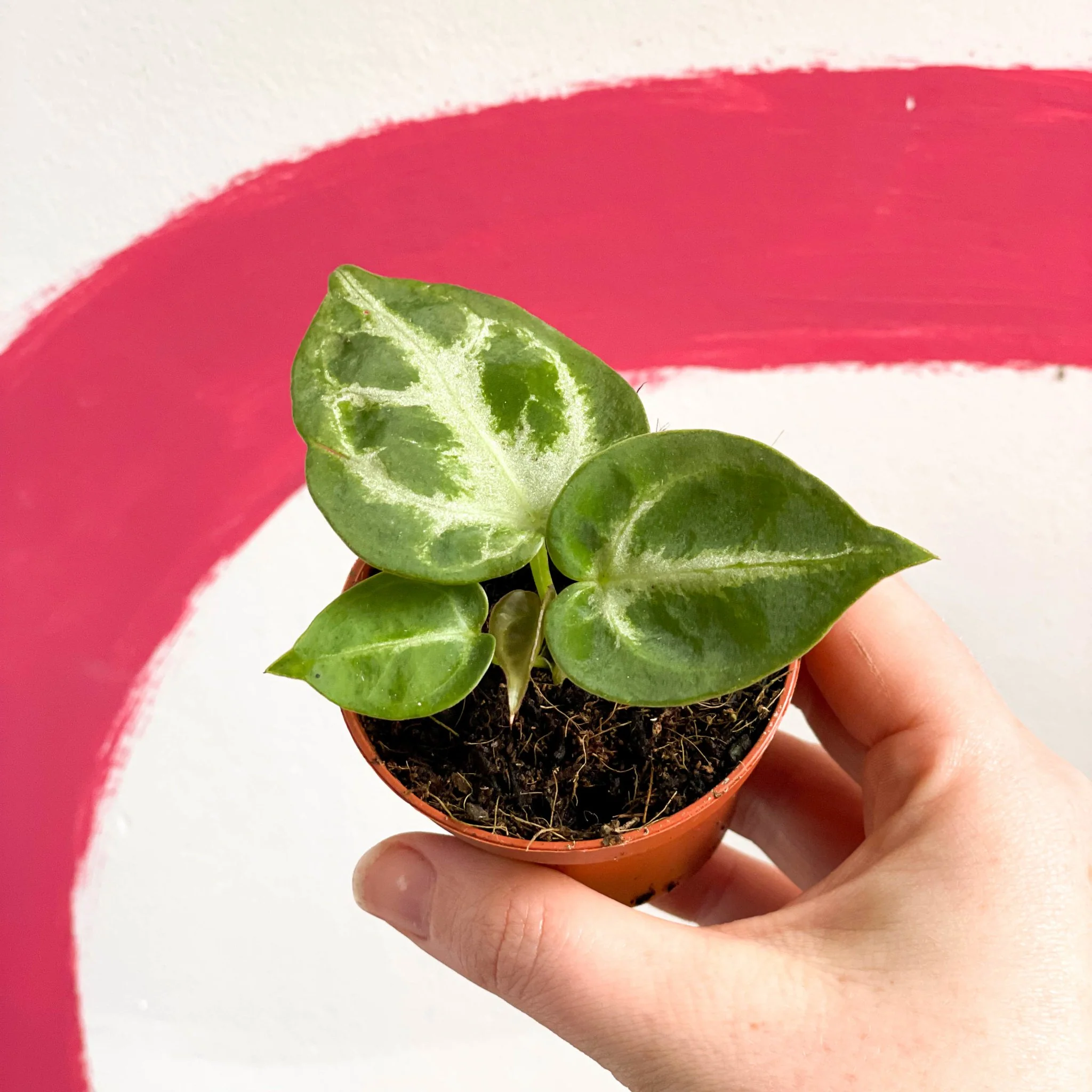 sprouts-of-bristol-6cm-silver-blush-anthurium-crystallinum-plant