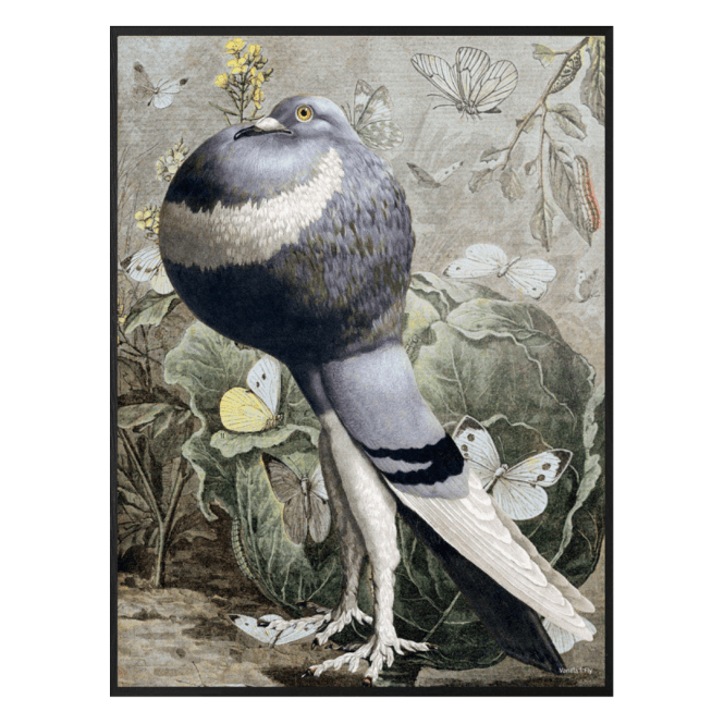 vanilla-fly-pigeon-pout-print-30-off