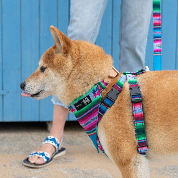 Hiro + Wolf Inca Blue Dog Harness