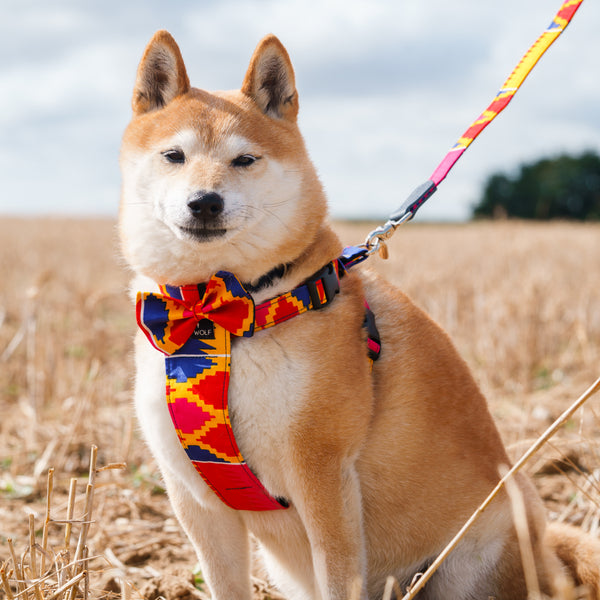 Hiro + Wolf Dakar Dog Bow Tie