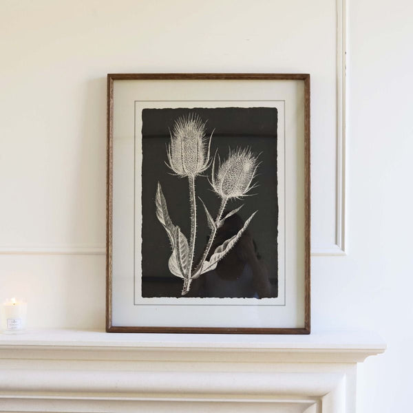 Distinctly Living Black Wild Teasels Botanical - Framed Print