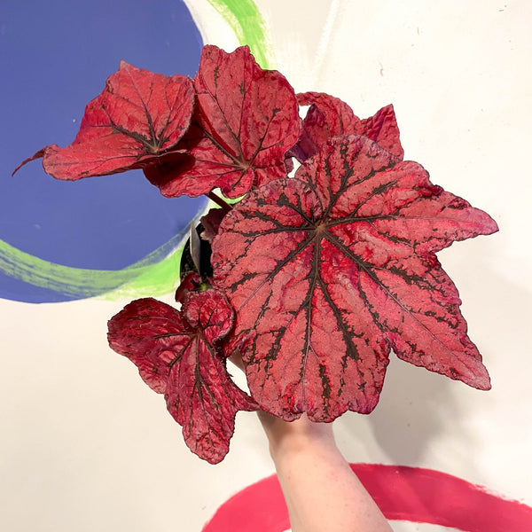 Sprouts of Bristol 12cm Begonia Rex 'Ruby Celebration' - Welsh Grown
