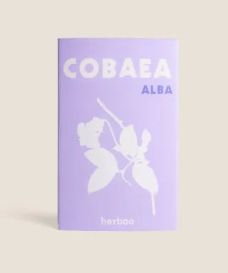 Herboo Cobea Scandens ‘alba’ Seeds