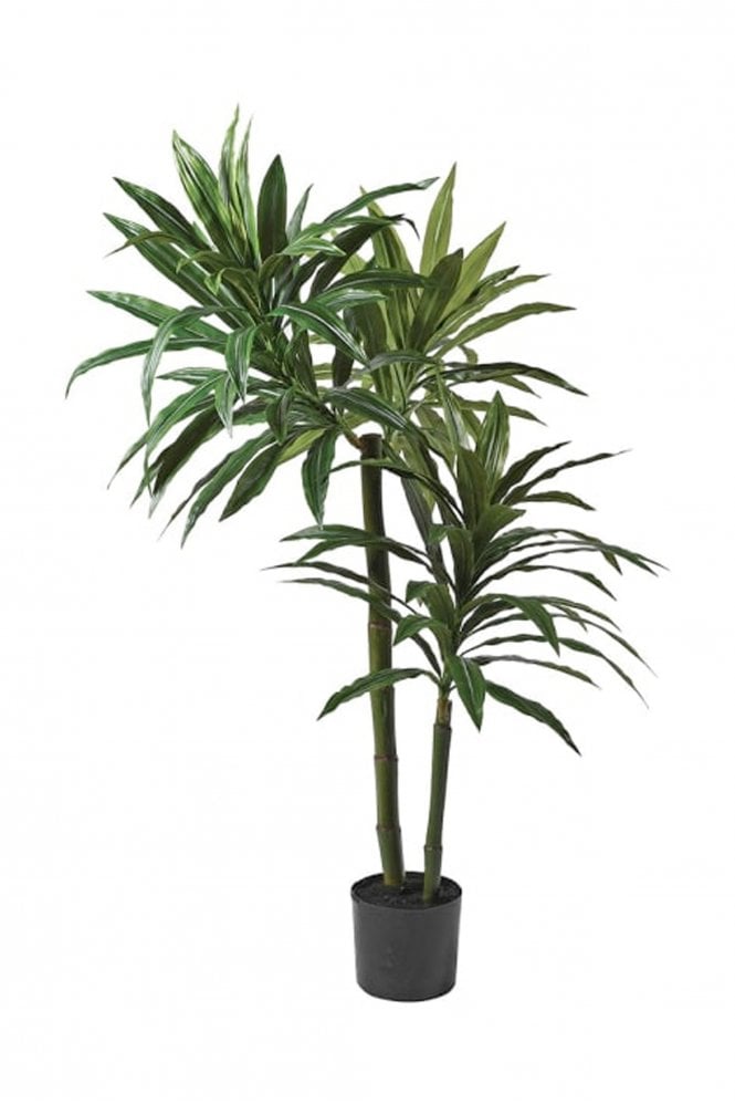 The Home Collection 5ft Green Dracaena Plant