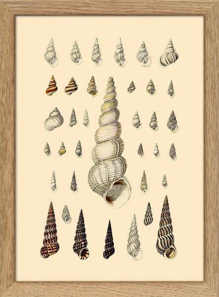 The Dybdahl Co. Pointy White Sea Shells | Mini Print Framed
