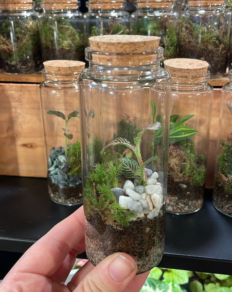 Sprouts of Bristol Small Flask - Bioactive Terrarium