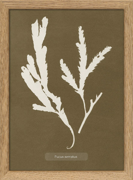The Dybdahl Co. Algae Fucus Serratus | Oak Framed Mini