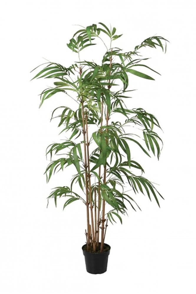 The Home Collection Tall Bamboo Plant In Pot