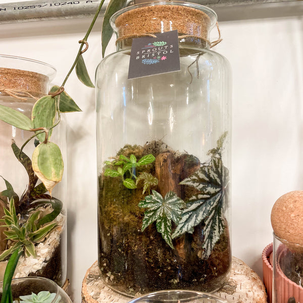 Sprouts of Bristol Tall Mathew Jar - Bioactive Terrarium