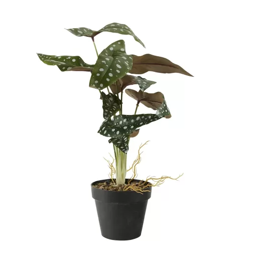 Bahne Faux Dotted Begonia in Pot
