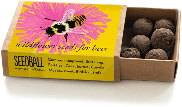 seedball Shrill Carder Bumblebee Box
