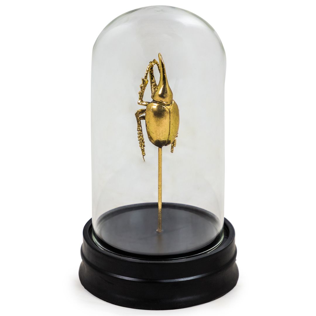 &Quirky Gold Effect Beetle Specimen in Glass Dome
