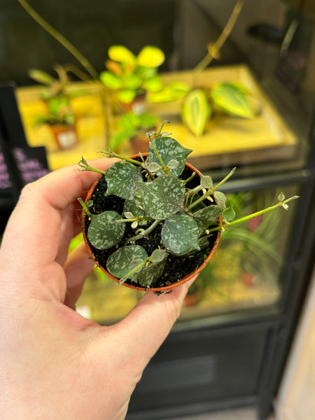 Sprouts of Bristol Hoya Curtisii