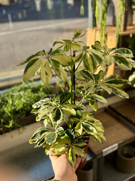 Sprouts of Bristol Variegated Umbrella Plant - Schefflera Arboricola 'charlotte'