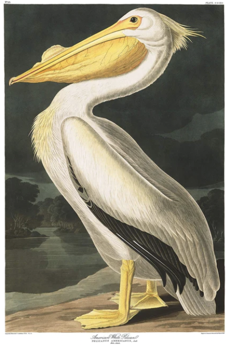 Cinnamon Bay Home Medium White American Pelican Vintage Style Canvas Art Print