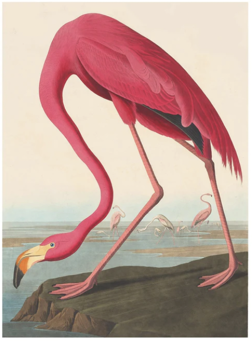 Cinnamon Bay Home Medium Flamingo American Vintage Style Canvas Art Print 